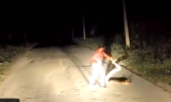  A Man Who Pulled Out A Big Snake With Bare Hands And Threw It Aside , Viral Vide-TeluguStop.com