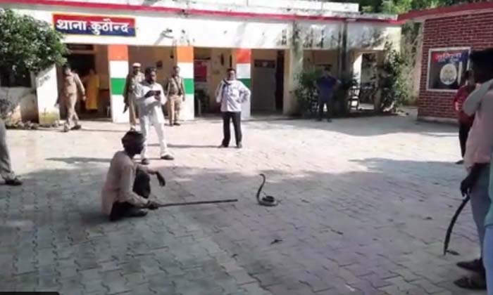  The Cobra Came To The Police Station The Video Is Viral ,  Cobra Came To The Pol-TeluguStop.com