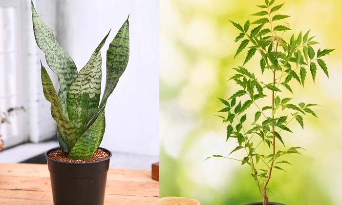Telugu Basil, Coconut Tree, Neem Tree, Snake, Trees, Vastu Shastram, Wealth-Late