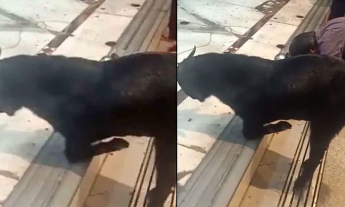  Goat Kneeling In Front Of The Temple And Begging God.. Video Viral , Goat, Templ-TeluguStop.com