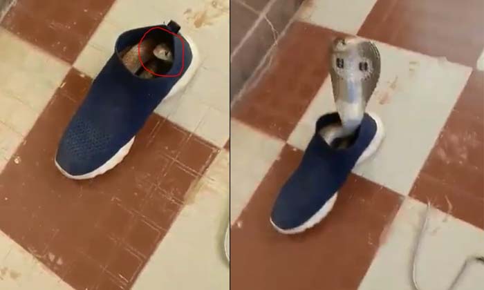  Viral A Snake Hiding Its Head In A Shoe ,snake, Shoe, Viral Latest, News Viral,-TeluguStop.com