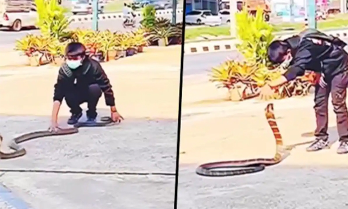 A Young Brave Boy Controlling King Cobra With Hands Video Viral Details, Young A Young Brave Boy Controlling King Cobra With Hands Video Viral Details, Young-TeluguStop.com