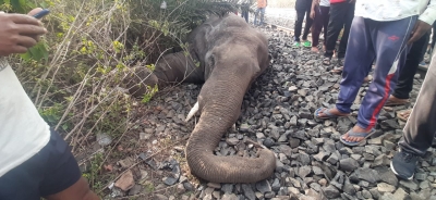  Another Wild Elephant Found Dead In Assam-TeluguStop.com