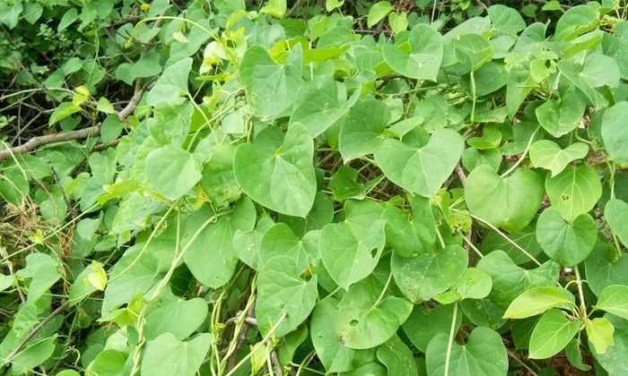  Ayurvedic Solution To Reduce Knee Pains Details, Ayurvedic Solution ,reduce Knee-TeluguStop.com