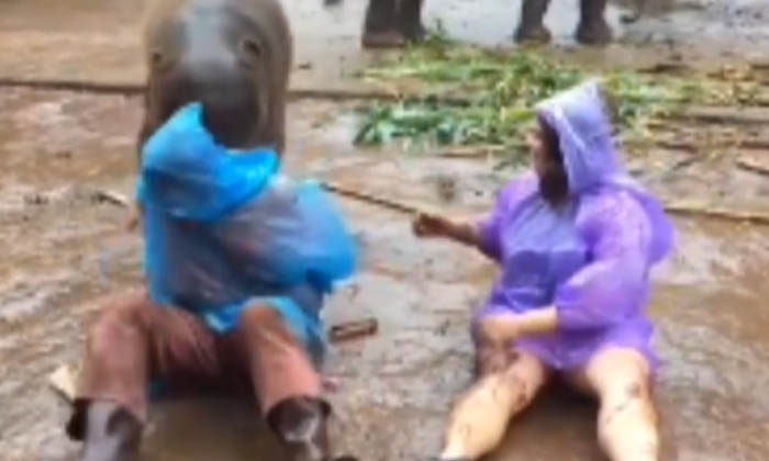  Elephant Growling At Woman If You See The Video , You Will Be Shocked , Viral Vi-TeluguStop.com