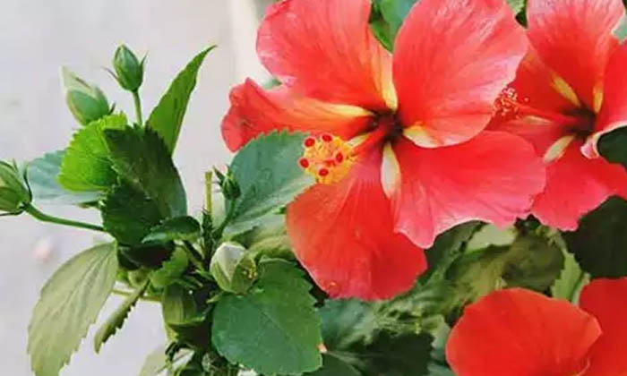 Telugu Tips, Hibiscusflowers, Latest, Skin, Skin Care, Skin Care Tips-Telugu Hea