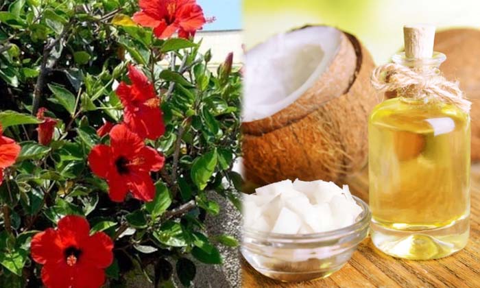  Applying This Oil Twice A Week Is Beneficial For Hair ,oil, Hair,dandruff , Hair-TeluguStop.com