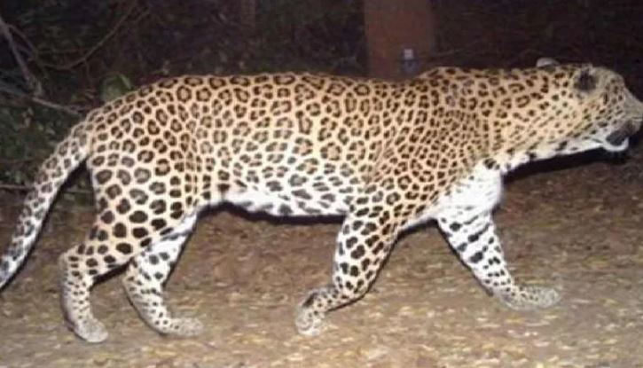  Cheetah Riot In Sri Sathyasai District-TeluguStop.com