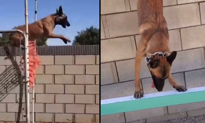  Dog Doing Some Crazy Stunts Video Viral On Social Media Details, Dog Video, Vira-TeluguStop.com