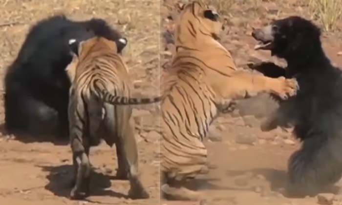  Huge Fight Between Tiger Bear , Fight Between Tiger Bear , Tiger,bear-TeluguStop.com