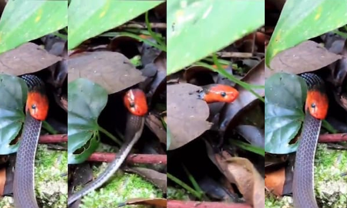  Have You Ever Seen Snake Eating Another Snake Video Viral Details, Snake , Viral-TeluguStop.com