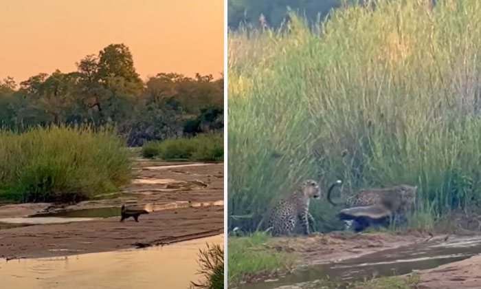  Honey Badger Who Won A Fight With Three Leopards.shocking Video Viral Honey Badg-TeluguStop.com