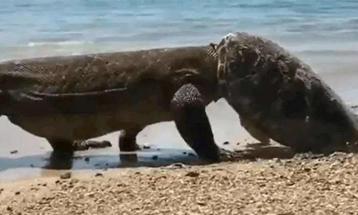  Komodo Dragon Ate A Turtle And Then Wore It Like A Hat Viral Video Details, Komo-TeluguStop.com