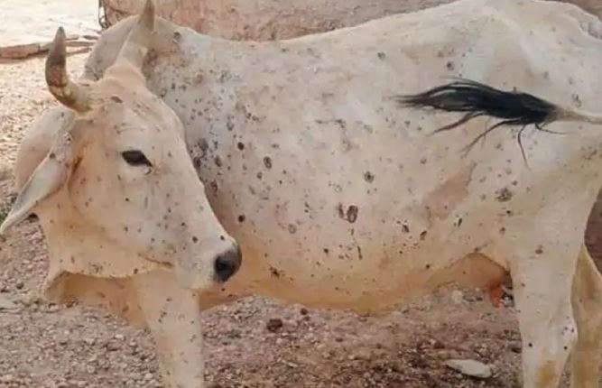  Lumpy Skin Virus Outbreak In Bhadradri Kothagudem District-TeluguStop.com