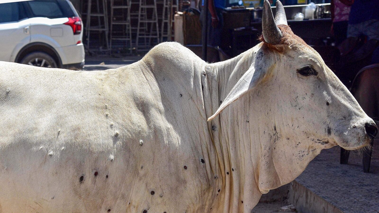  Lumpy Skin Virus Outbreak In Telugu States-TeluguStop.com