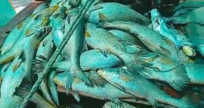  Mass Fish Deaths In European River Blamed On Toxic Algae-TeluguStop.com