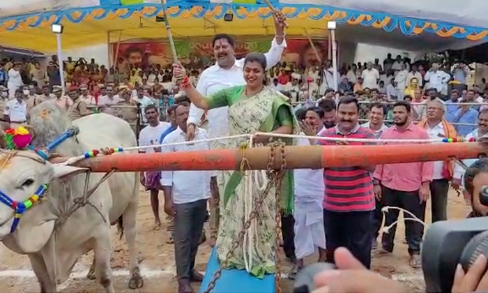  Minister Roja Participated In Eluru Bulls Competitions, Minister Roja , Eluru ,b-TeluguStop.com