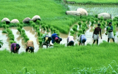  Msp Worth Rs 2,356 Cr Disbursed During 2022-23 Kharif Season-TeluguStop.com