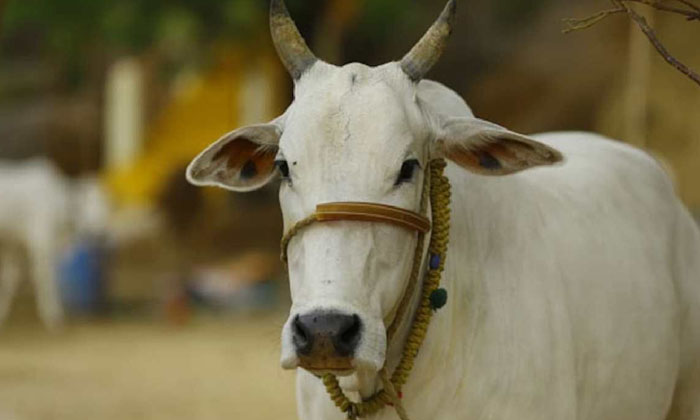 Telugu National Animal, Nationalanimal, Supreme Verdict-Latest News - Telugu