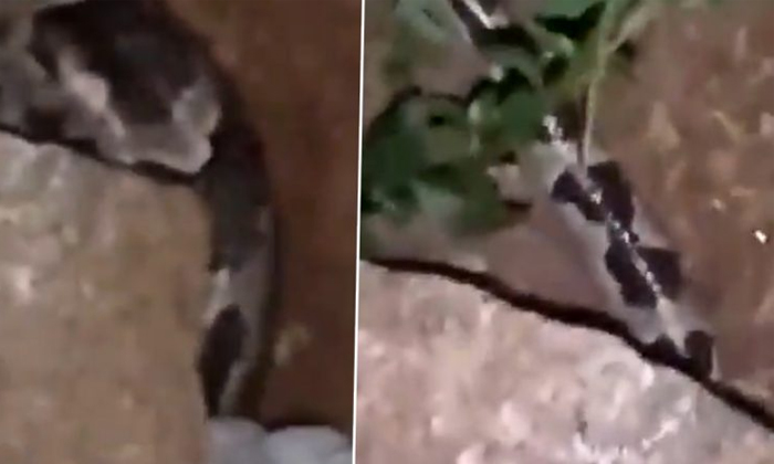  Python Found In A Graveyard At Falaknuma Video Viral Details, Python , Falaknuma-TeluguStop.com