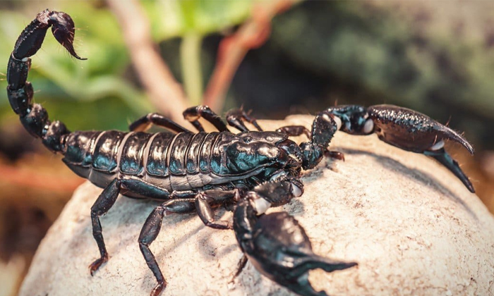  Scorpion Poison Costs 80 Crore Rupees Per Litre Details, Viral Latest, News Vira-TeluguStop.com