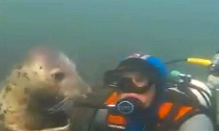  Seal Embrasing Scuba Diver Video Viral Details, Seal, Scuba Diver, Viral Video,-TeluguStop.com