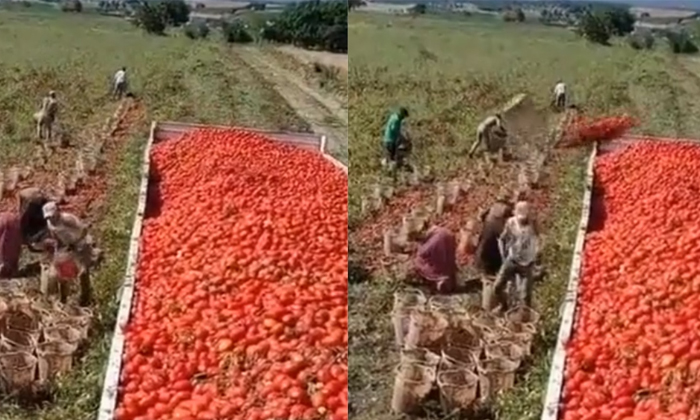  Smart Work Man Using Technique To Load Tomatoes In A Truck Video Viral Details,-TeluguStop.com