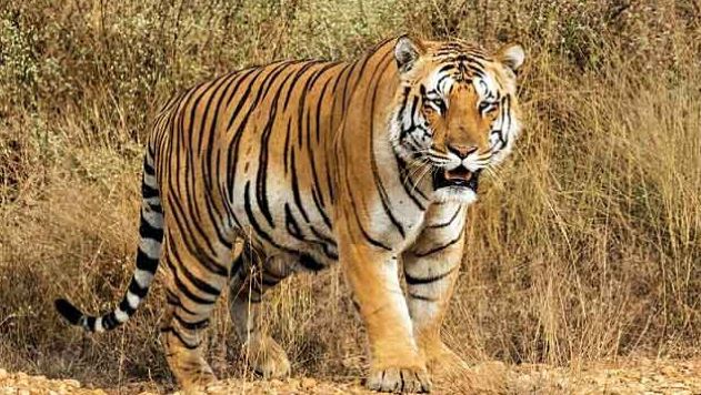  Tiger Dies On Telangana-maharashtra Border-TeluguStop.com