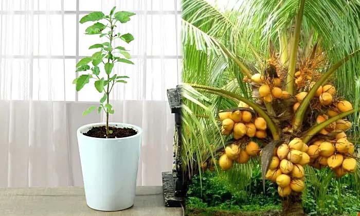 If You Grow These Trees At Home, Wealth Will Increase , Trees At Home,wealth Wi-TeluguStop.com