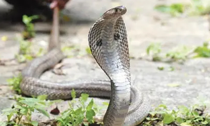  These Two Snakes Scared The Lady Who Caught 200 Snakes Video Viral , Two Snakes,-TeluguStop.com