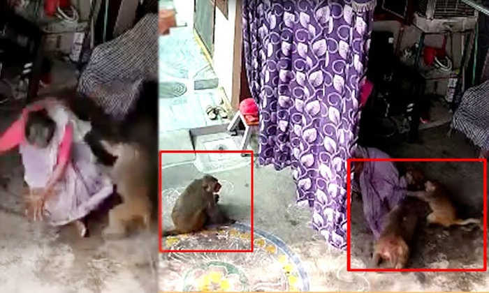 Telugu Sulthanabad, Monkeys, Latest, Mallamma, Monkeys Attack-Latest News - Telu