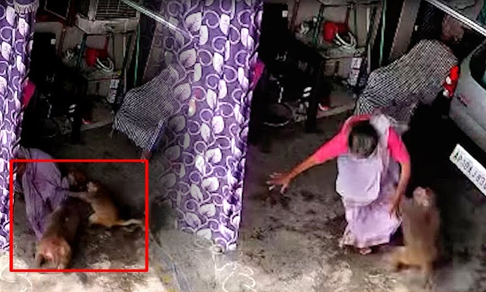  Viral Monkeys Attack Injured Old Woman In Sulthanabad Details, Women, Viral Lat-TeluguStop.com