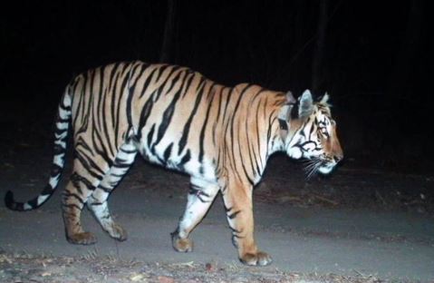  Adilabad District Is Full Of Big Tigers-TeluguStop.com