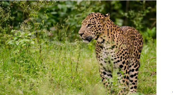  Leopard Movement In Anantapur District.. People In Panic-TeluguStop.com