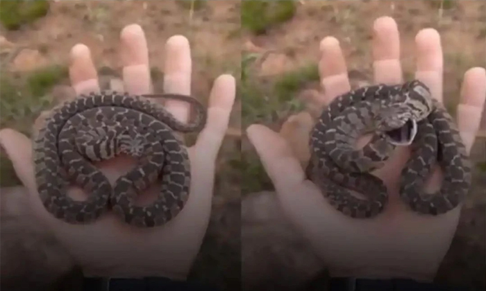  A Hog Nose Snake Mesmerizing Defensive Display Viral Video Details, Hog Snake, H-TeluguStop.com