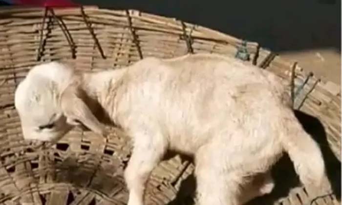 Telugu Goat, Puppy Born Goat, Latest-Latest News - Telugu