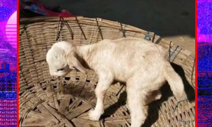  A Puppy Born As A Goat , Goat, Dog, Viral Latest, News Viral, Social Media, Vi-TeluguStop.com