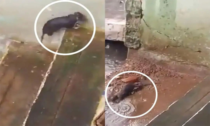  A Rat Rescues Her Babies From Torrential Rain Details, Rat, Viral Video, Rat Mot-TeluguStop.com