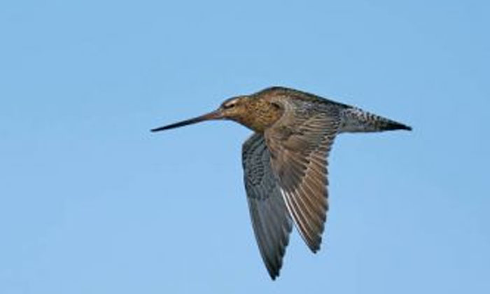  A Competition For Birds Too A Bird That Has Continuously Traveled 13,560 Kilomet-TeluguStop.com