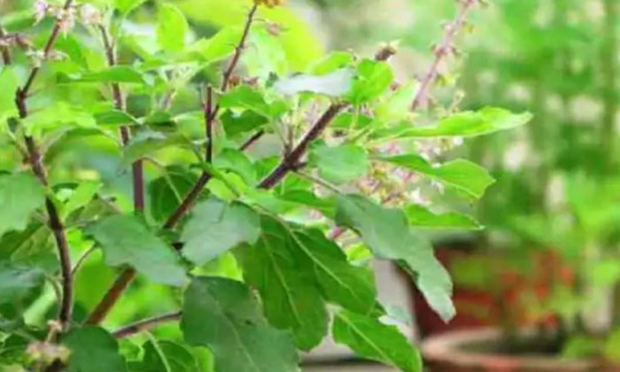  Do You Know Why Tulsi Should Not Be Touched On Devattani Ekadashi , Tulsi , Devo-TeluguStop.com