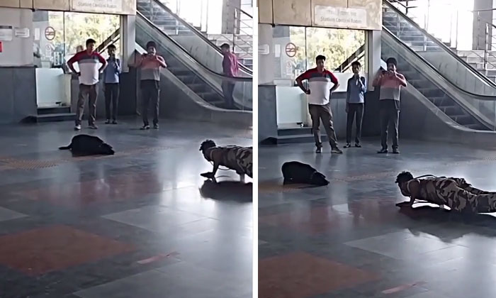  Dog Doing Drills In Jawan Trainin Video Goes Viral Dog, Javan, Viral Latest, N-TeluguStop.com