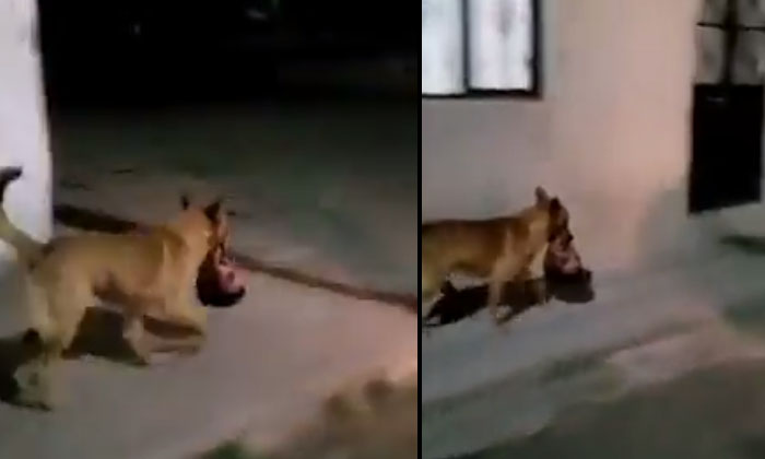  A Dog Roaming The Streets Biting The Severed Head Of A Man Video Viral Dog, Vira-TeluguStop.com