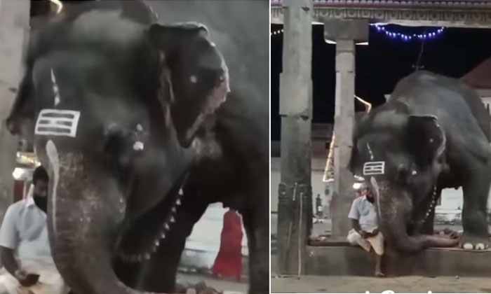  An Elephant Tries To Watch A Video On Mavati Phone Elephant-TeluguStop.com