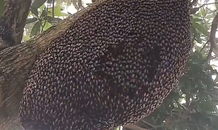  Giant Honeybees Protect Their Hive From Predators With A Ripple Effect Details,-TeluguStop.com