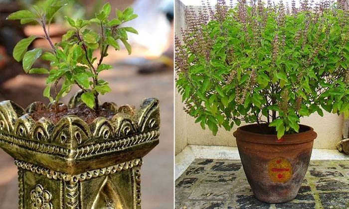 Telugu Basil, Bhakti, Devotional, Goddess Lakshmi, Goddesslakshmis, Energy, Tuls