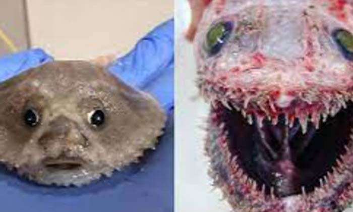  A Strange Creature Found In The Depths Of The Sea , Indian Ocean, Deep Sea Creat-TeluguStop.com