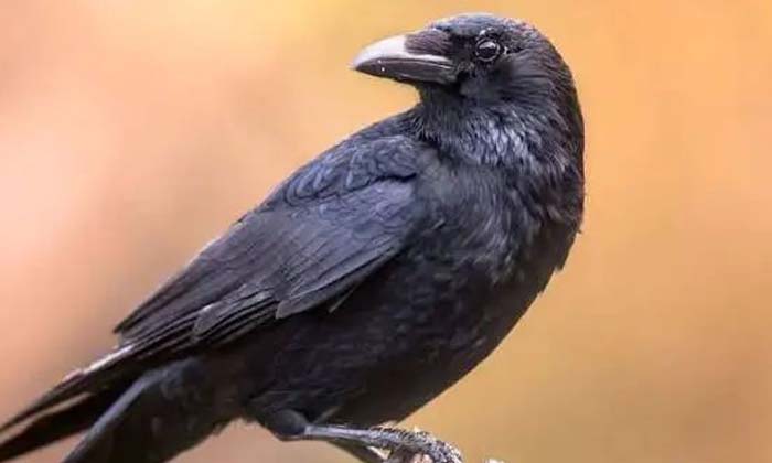 Telugu Crow, Crow Screams, Shani God, Vastu, Vastu Tips-Telugu Raasi Phalalu Ast