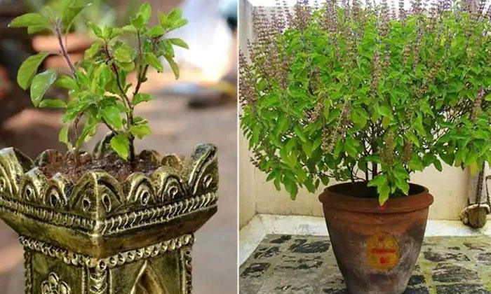  Chanting This Mantra While Watering The Tulsi Plant Will Bless Goddess Lakshmi ,-TeluguStop.com