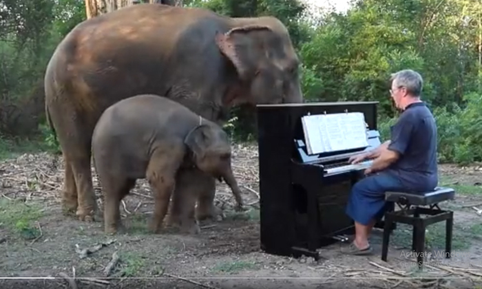  Elephants Swooning While Listening To Music Video Viral , Music, Elephants, Vira-TeluguStop.com