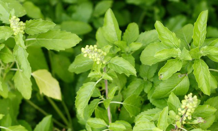  Do You Know The Reasons Why All The Ganges Use Tulsi Leaves In Puja , Puja, Tul-TeluguStop.com